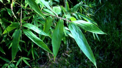 广西青竹今日头条,探寻广西生态之美，传承绿色生活理念