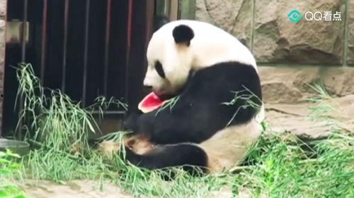 吃瓜群众胖奇麻,吃瓜群众的美食探索之旅