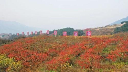 灌阳网红范长军,从田间地头到网络红人的蜕变之路
