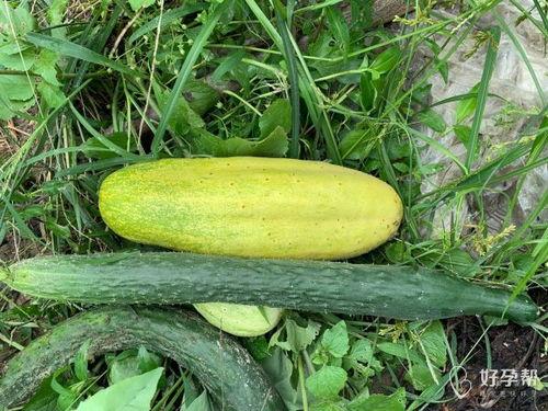 hahaha吃瓜,揭秘娱乐圈的甜蜜与苦涩