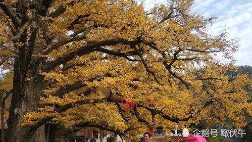 鲁山网红打卡地有几个,探寻多个热门景点的魅力之旅