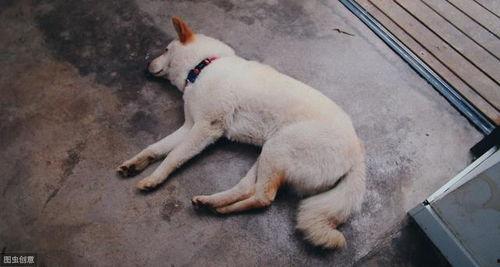 今日头条农村养狗事件,邻里矛盾与文明养犬的思考