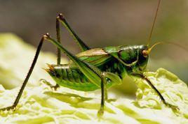 蝈蝈吃不吃拉瓜