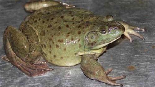 给瓜爸吃牛蛙,牛蛙盛宴，家的味道