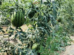 带缘吃瓜,揭秘娱乐圈背后的那些事儿